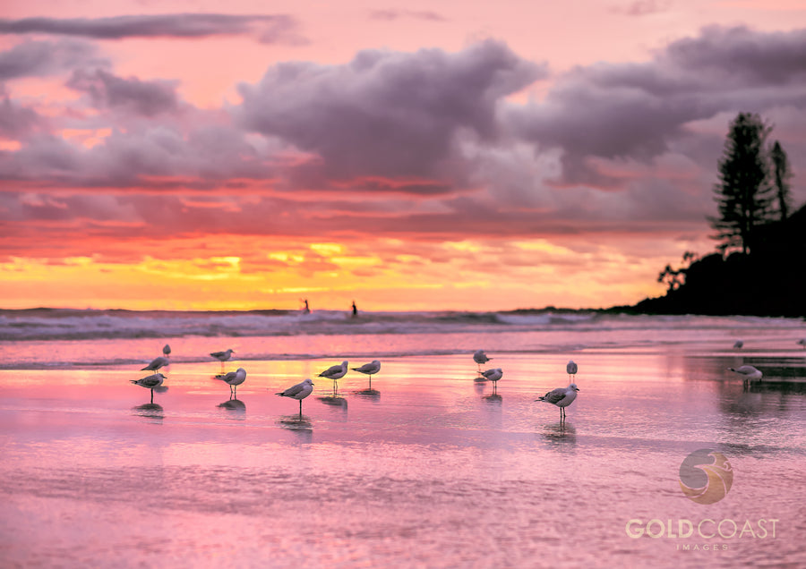 Sunrise at Burleigh with seagulls in the foreground and paddleboarders on the waves